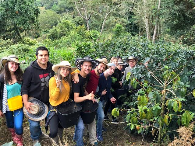 Visite d'une plantation de café