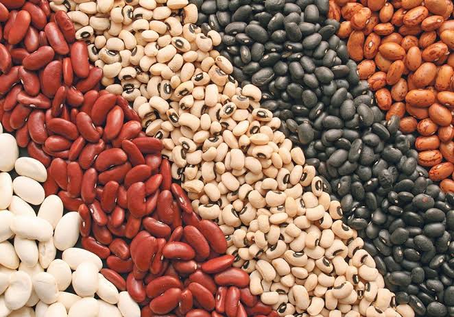 Culture des haricots
